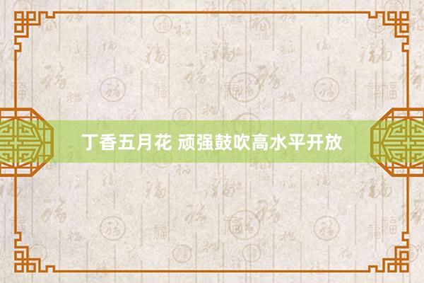 丁香五月花 顽强鼓吹高水平开放